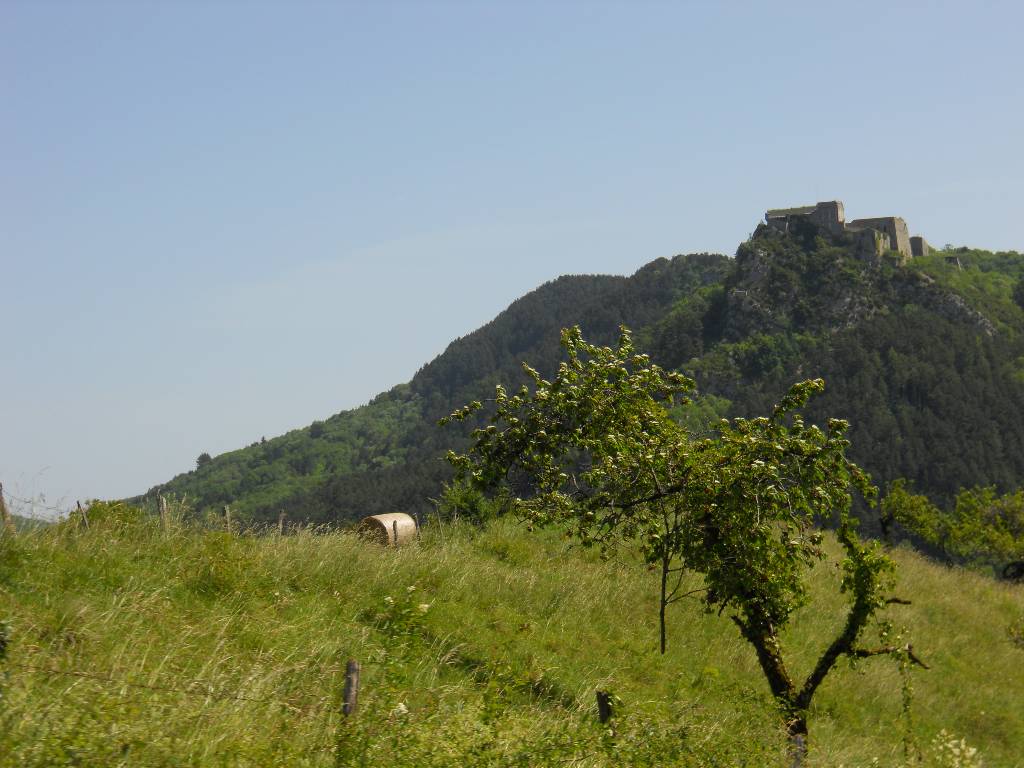 DSCN2890